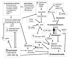 Our goal is to improve awareness and enhance. Endometriosis Pathoetiology And Pathophysiology Roles Of Vitamin A Estrogen Immunity Adipocytes Gut Microbiome And Melatonergic Pathway On Mitochondria Regulation