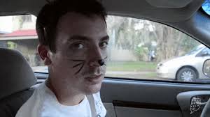 if you need me i'll be befriending the local cats