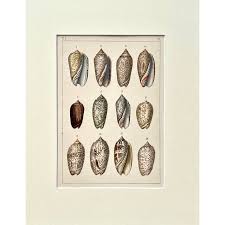 Rare Antique Hand Colored Print of Olive Sea Shells by F. H. Martini Circa  1850