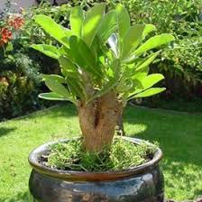 Image result for Cyphostemma barbosae