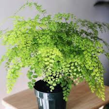 Untuk memenuhi faktor keindahan pemilihan jenis tanaman hias merupakan hal penting dalam penyesuaian dengan runangan. 10 Jenis Tanaman Hias Daun Penyejuk Rumah Blog Ruparupa