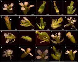 4.2 out of 5 stars with 21 ratings. Role Of Floral Organ Identity Genes In The Development Of Unisexual Flowers Of Quercus Suber L Scientific Reports
