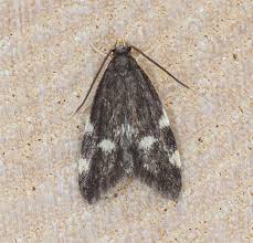 Image result for Telechrysis tripuncta