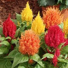 Klasifikasi tumbuhan jengger ayam kingdom: Bunga Celosia Bunga Jengger Ayam Memang Menawan Urban Garden