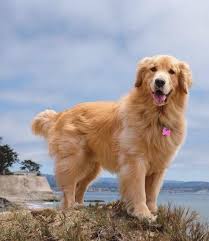 Beautiful Golden Beach Dog In 2020 Cute Cats And Dogs Golden Retriever Rottweiler