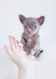Here at teacups, puppies and boutique, we offer a wide variety of teacup chihuahuas and toy chihuahua puppies for sale in the south florida area, including: Long Haired Chihuahua Puppies Teacup Puppies Boutique