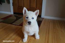White Husky Puppy With Blue Eyes Bama Huskies White Husky Puppy White Husky Husky Puppy