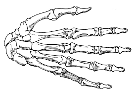 You can use our amazing online tool to color and edit the following bones coloring pages. Coloring Page Hand Skeleton Free Printable Coloring Pages Img 18906