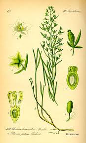 Image result for Thesium megalocarpum