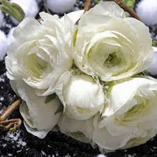 Image result for Ranunculus volkensii
