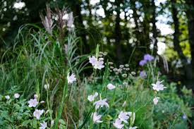 Image result for Hesperantha petitiana