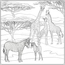 Giraffe animal coloring pages for adults. Giraffe Coloring Page Adult Stock Illustrations 91 Giraffe Coloring Page Adult Stock Illustrations Vectors Clipart Dreamstime