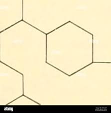 Image result for Malouetia