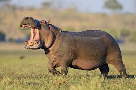 Don't let the size of this thing fool you. Africa S Top 12 Safari Animals And Where To Find Them