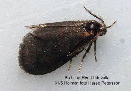 Image result for Psyche crassiorella