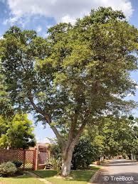Image result for Combretum erythrophyllum