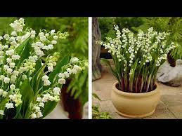 How poisonous is lily of the valley? How To Plant Lily Of The Valley Spring Garden Guide Youtube