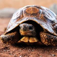 How To Know If Your Tortoise Is Pregnant