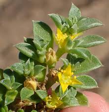 Image result for Aizoon schellenbergii