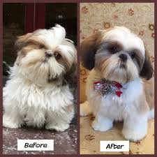 Gidget 6months Old Before And After Her First Trip To The Groomer Puppy Grooming Shih Tzu Puppy Haircuts Shih Tzu Grooming