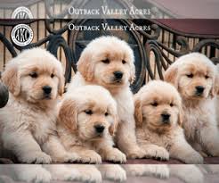 You can start by going to your local pet store in your area and talk to the people in the sales office. View Ad Golden Retriever Litter Of Puppies For Sale Near Ohio Lisbon Usa Adn 187539