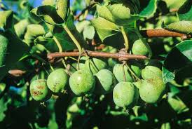Kiwi is not a tree it's vine.after planting it takes 4 to 5 years to give it's 1st fruit.then by 8th year it starts its yearly. 43 Different Types Of Kiwi Fruit Home Stratosphere