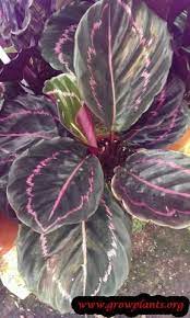 Calathea Roseopicta Plants Grown In Water Calathea Plant Shade Plants