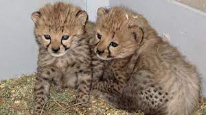 A pair of cheetah cubs have been born from in vitro fertilization to a surrogate cheetah mother for the first time, and experts are hailing it a huge scientific breakthrough.. 4 Pounds Of Fury Baby Cheetah Gets A Foster Mom Npr