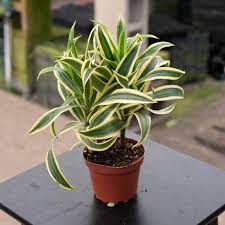 Image result for Dracaena