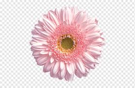 Its size is 7.09 mb and you can easily and free download it from this link: Common Daisy Graphy Flower Transvaal Daisy Flower White Annual Plant Flower Png Pngwing