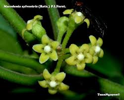 Image result for Marsdenia sylvestris