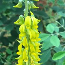 Image result for Crotalaria lotoides