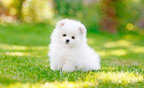But the internet has a way of creating new styles and terminology that us groomers haven't heard of. What Do You Need For A Pomeranian Puppy Spinning Pom