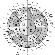 Sequenz in reifer mrna vorhanden! Https Www Willibald Gymnasium De Download 14160977c4404e5ba13d5947acde8d45
