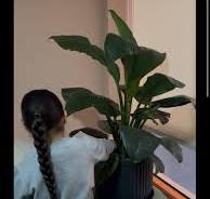 🌿 4 tipos de plantas de fácil cuidado para tu casa. Siempre ...