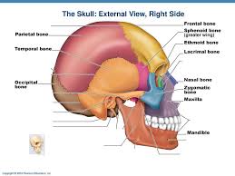 Human Anatomy Head Bones Koibana Info Human Anatomy Anatomy Human
