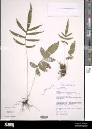 Image result for Blechnum ivohibense