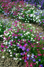 Image result for lobelia combine composition