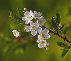 Image result for Prunus domestica