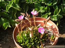 Image result for Anacampseros rhodesica