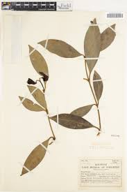 Image result for Garcinia huillensis