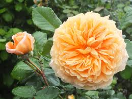 Image result for Margaretta rosea