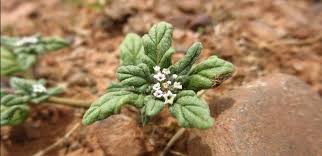 Image result for Heliotropium supinum