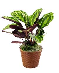 Image result for Maranthes floribunda