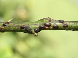 Image result for scale on plant