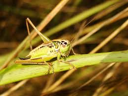 They are among what is probably the most ancient living group of chewing herbivorous insects, dating back to the early triassic around 250 million years ago. Grasshoppers Pictures Download Free Images On Unsplash