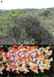 Little by little, each of the other flowers changed colors, too! Floral Colour Change In Byrsonima Variabilis Malpighiaceae As A Visual Cue For Pollen But Not Oil Foraging By Oil Collecting Bees Springerlink