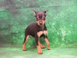 Browse thru thousands of miniature pinscher dogs for adoption near in usa area, listed by dog rescue organizations and individuals, to find your match. Miniature Pinscher Puppies Pet City Pet Shops