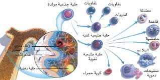 نظمت كلية الطب جامعة بغداد بالتعاون مع مؤسسة هولند ليميتد لمشاريع الطب التجديدي الامريكية ندوة علمية حول استعمال الخلايا الجذعية لعلاج مختلف أنواع الأمراض المستعصية. Ø¹Ù„Ø§Ø¬ Ø§Ù„Ø¹Ù‚Ù… Ø¨Ø§Ù„Ø®Ù„Ø§ÙŠØ§ Ø§Ù„Ø¬Ø°Ø¹ÙŠØ© Ø¨Ø§Ø±Ù‚Ø© Ø£Ù…Ù„ ÙˆØ­Ù„Ù… Ø¨Ø¹ÙŠØ¯ Ù…Ø¬Ù„ØªÙƒ