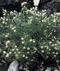 Image result for Dicoma anomala